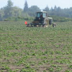 Rototilling the Crop