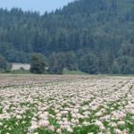 Field in Full Bloom