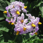 Potato Blooms