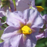 The True Beauty of the Potato Bloom