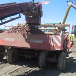 Filling Planter with Cut Seed