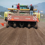 Planting Potatoes