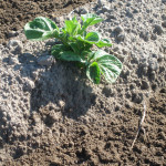 Close-up of Growing Plant… 6 Weeks