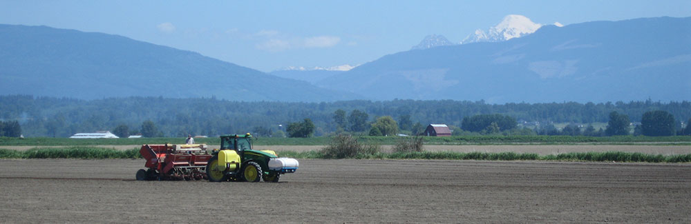 Planting Potatos