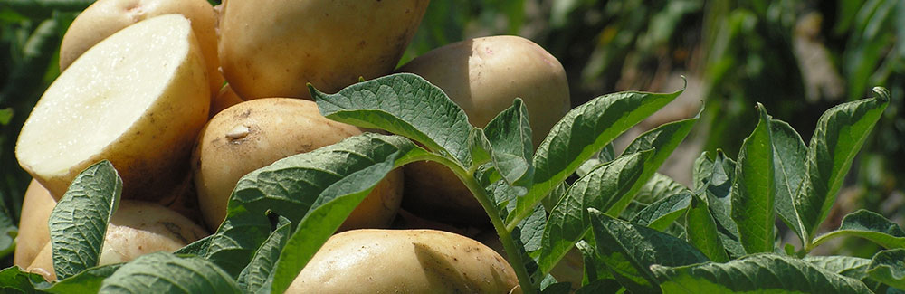 Yellow Potato Cut Seeds