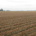 Desiccated Vines… Potatoes Await a Skin Set… 4 more weeks