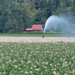 Further Irrigation to Assist with Optimal Growth