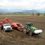 Harvesting Potatoes