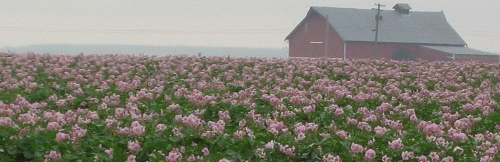 Potato Blooms