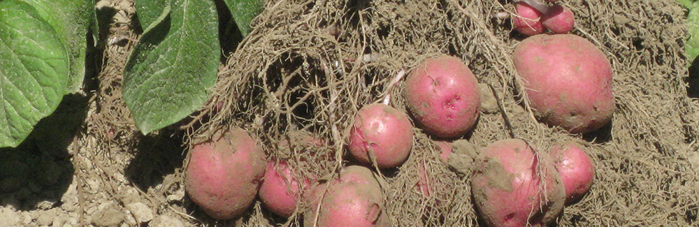 Red Potatos prior to planting